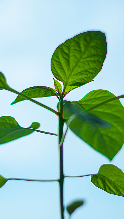 BUTL – Bạn Uống Tôi Lái |